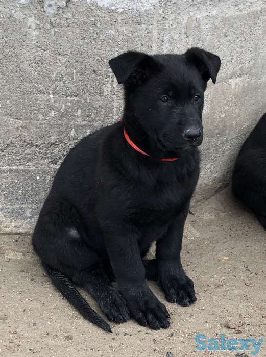 Продаются щенки ВЕО, фотография 6