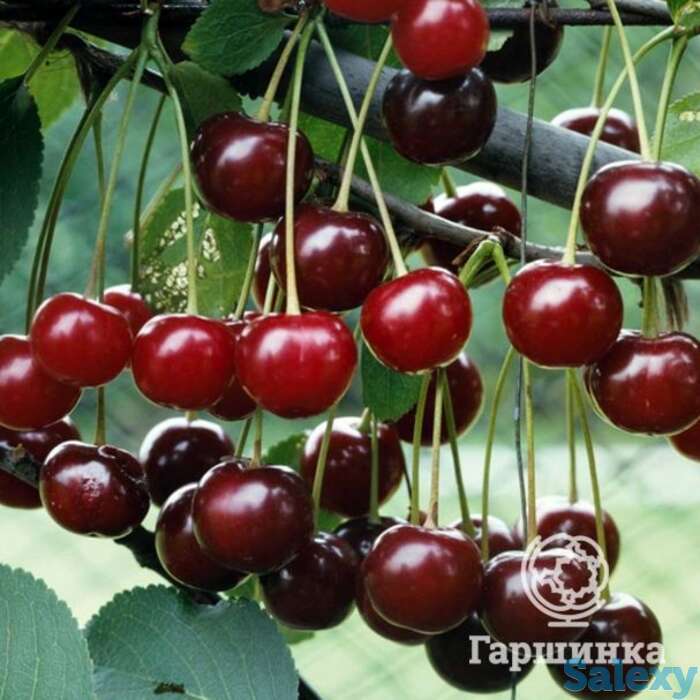 Вишня волочаевская, фотография 1