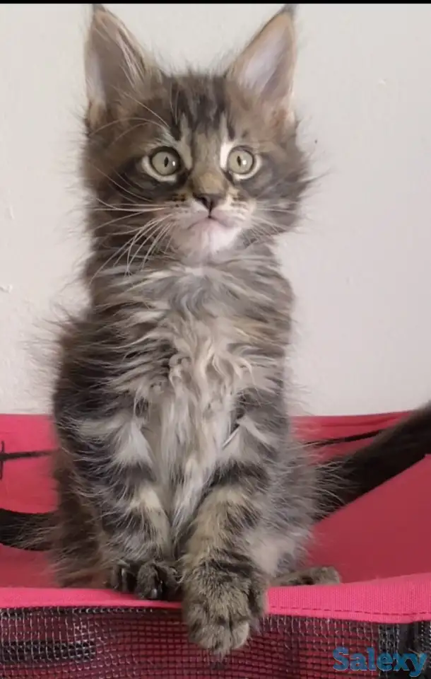 Котята мейн кун из питомника, фотография 7
