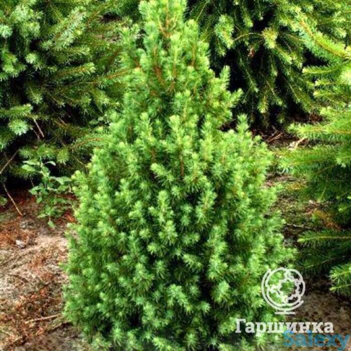 Ель канадская коника, фотография 1