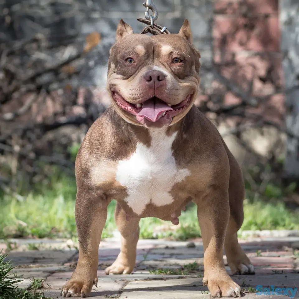 Американский булли, фотография 6