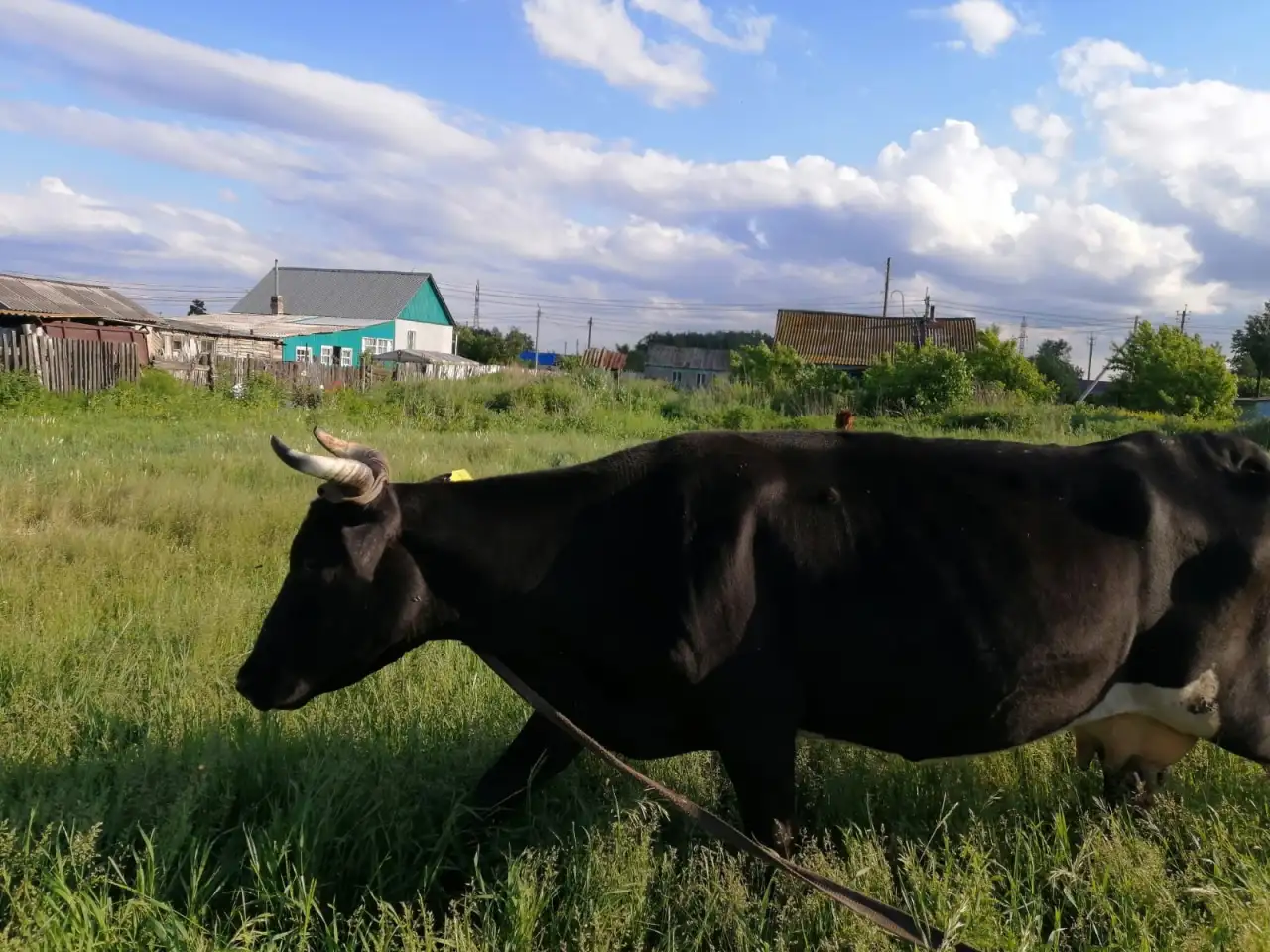 Продается корова!, фотография 2