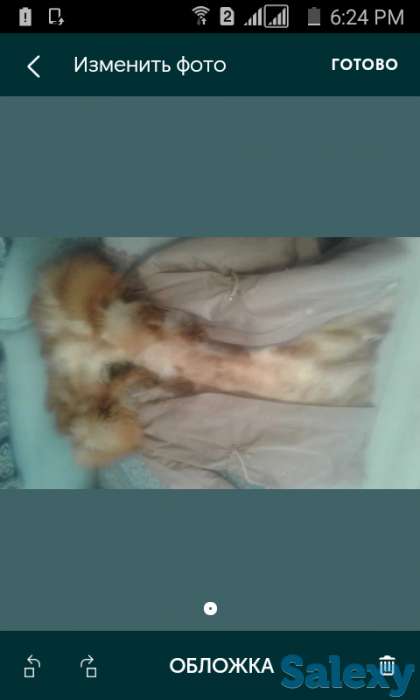 Парка натуральная, фотография 1