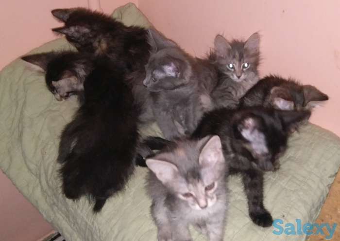 Отдадим котят в хорошие руки, фотография 4