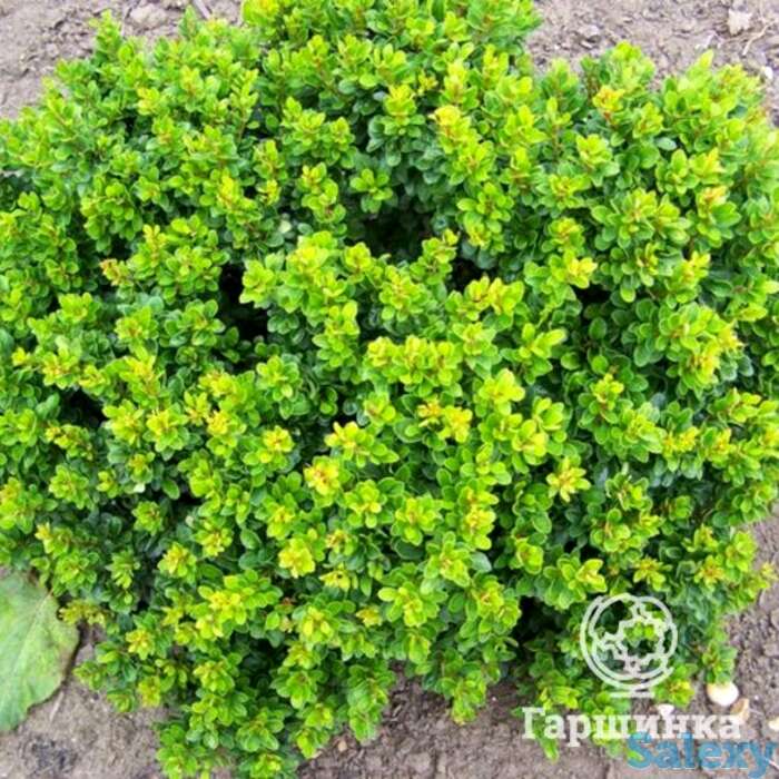 Барбарис кобольд, фотография 1