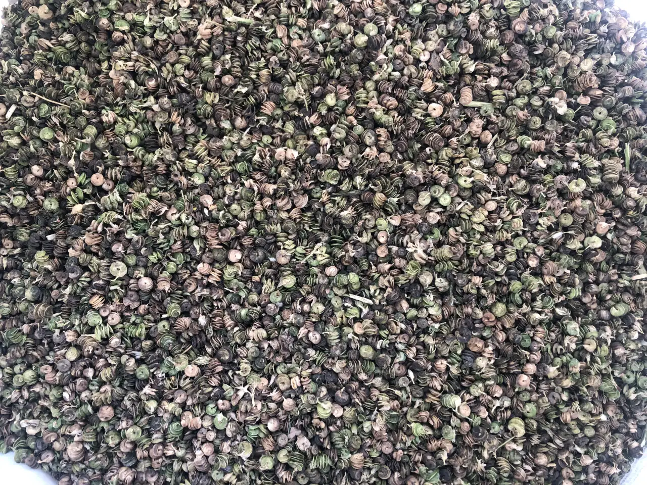 Продаю Семена Люцерны Меркенский район, фотография 8