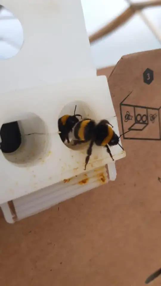 Шмелиная семья БиоИнновации Стандарт. Для опыления растений., фотография 8