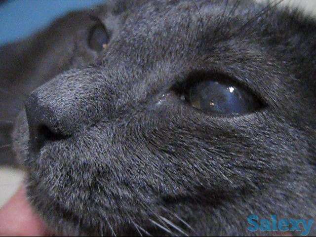 Кличка кота Нешик порода Русская голубая, фотография 3