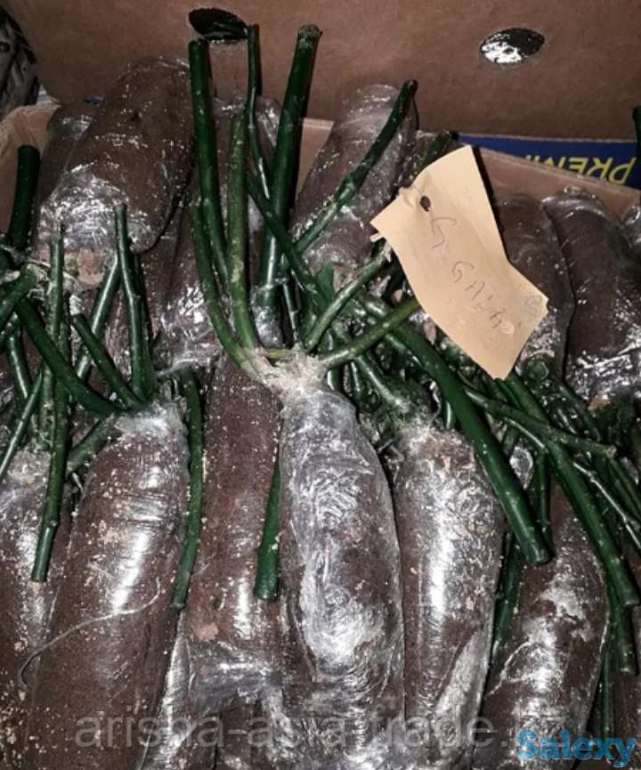 Саженец розы (мини). Сербия, фотография 3