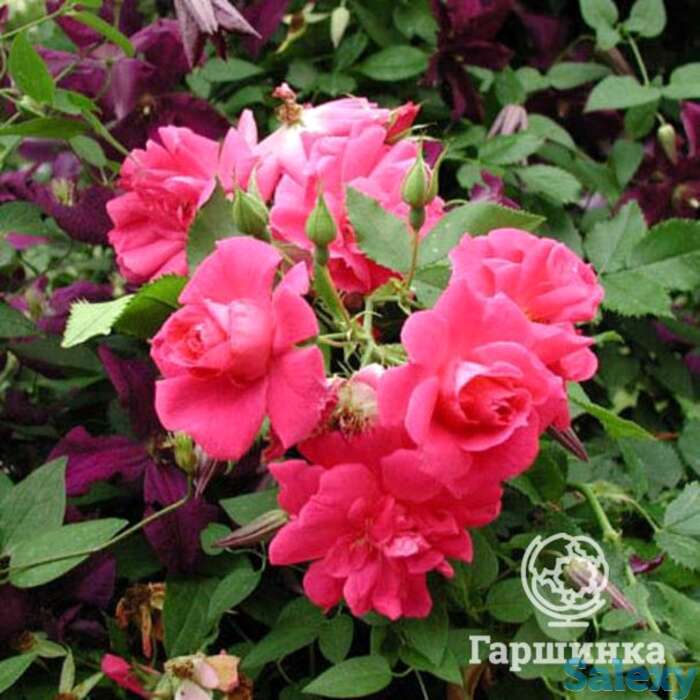 Роза капитан самуэль холланд канадская парковая к/с, фотография 1