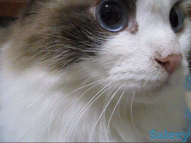 Кличка кота Маркиз порода Рэгдолл, фотография 8