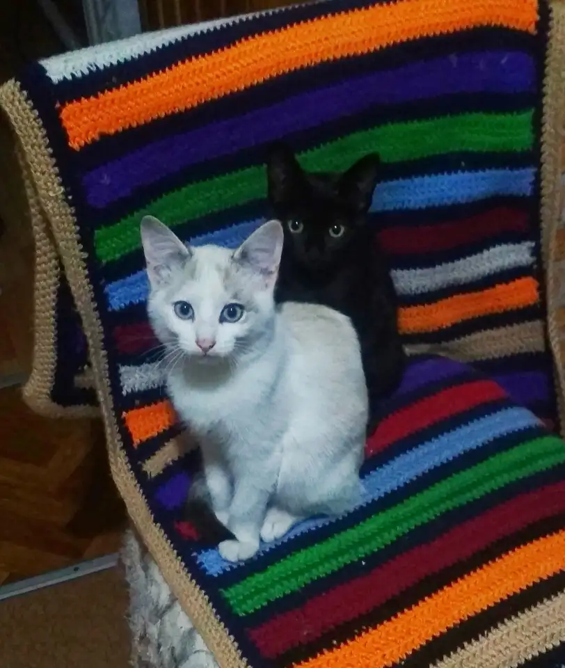 Голубоглазые белоснежные, фотография 2