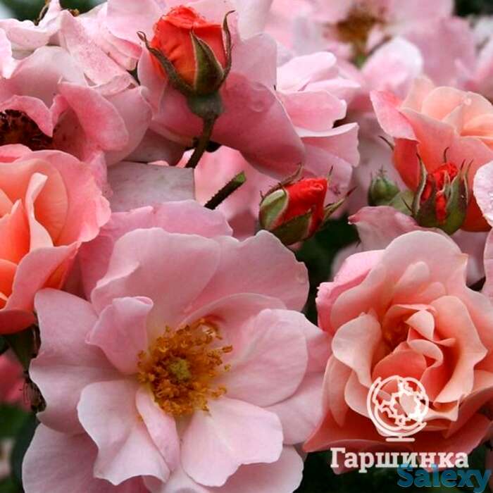 Роза клер матин, мейян, фотография 1