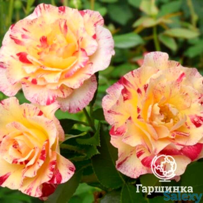 Роза камиль писсарро флорибунда, дельбар, фотография 1