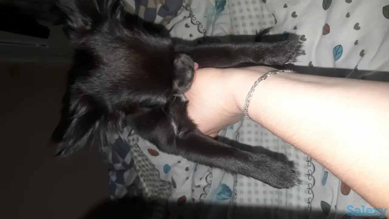 Чихуа щенок девочка, фотография 2