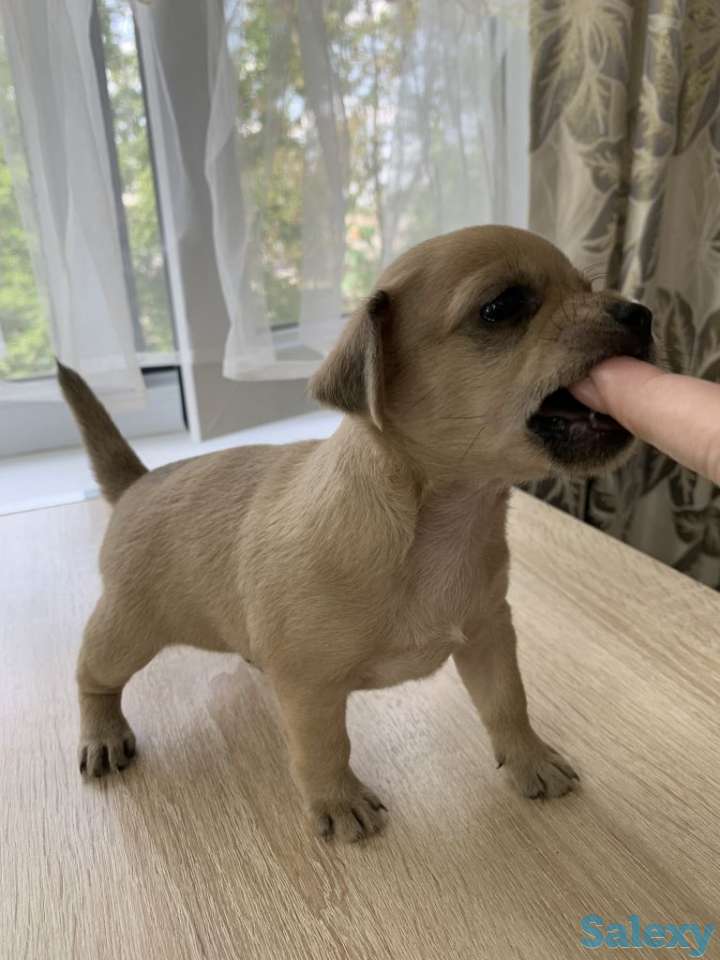 Чистопородные щенки чихуахуа, фотография 2