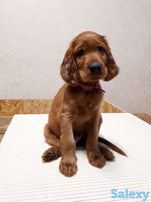 Щенки ирландского сеттера, фотография 6