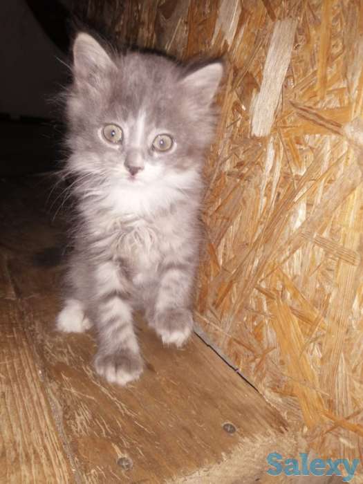 Отдам котят в хорошие руки, фотография 3