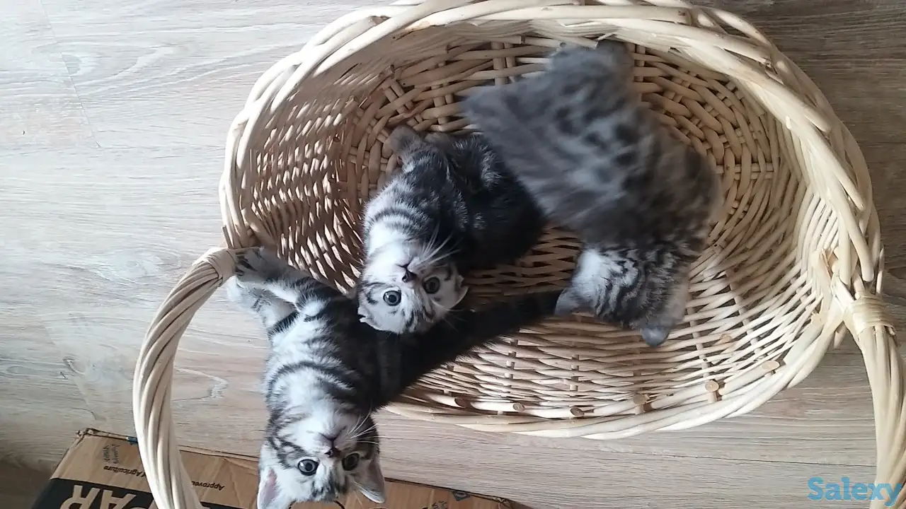 Продам шотландских котят, фотография 4