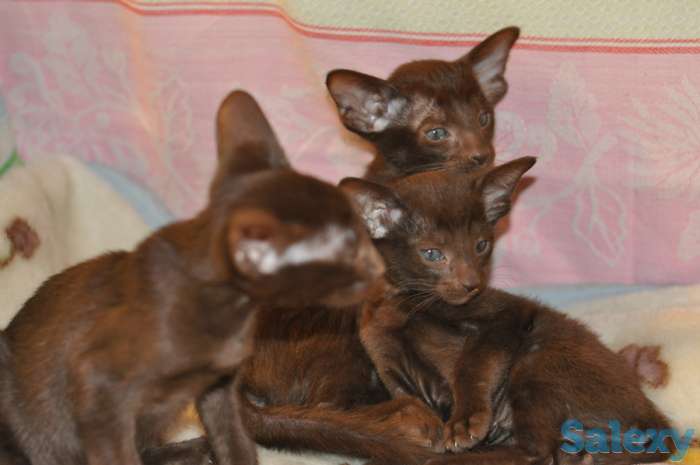Ориентальные котята, фотография 6