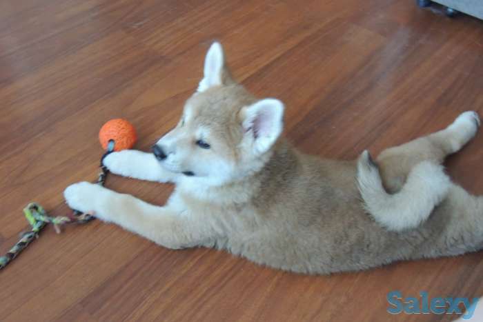 щенки акита ину, фотография 4