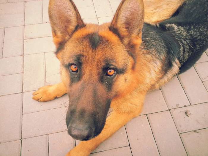 немецкая овчарка, фотография 2