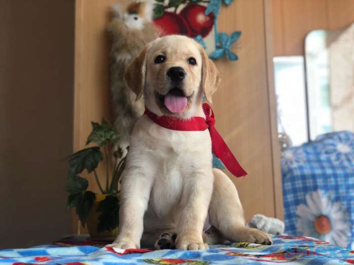 Продаются щенки лабрадора ретривера., фотография 2