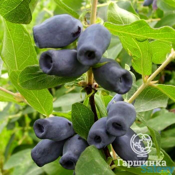 Жимолость Кувшиновидная, фотография 1