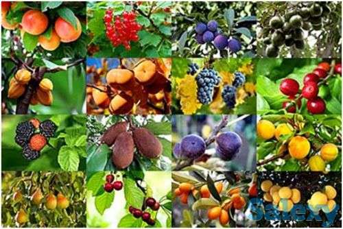 Саженцы плодовых и декрраиивных кустарников, фотография 1