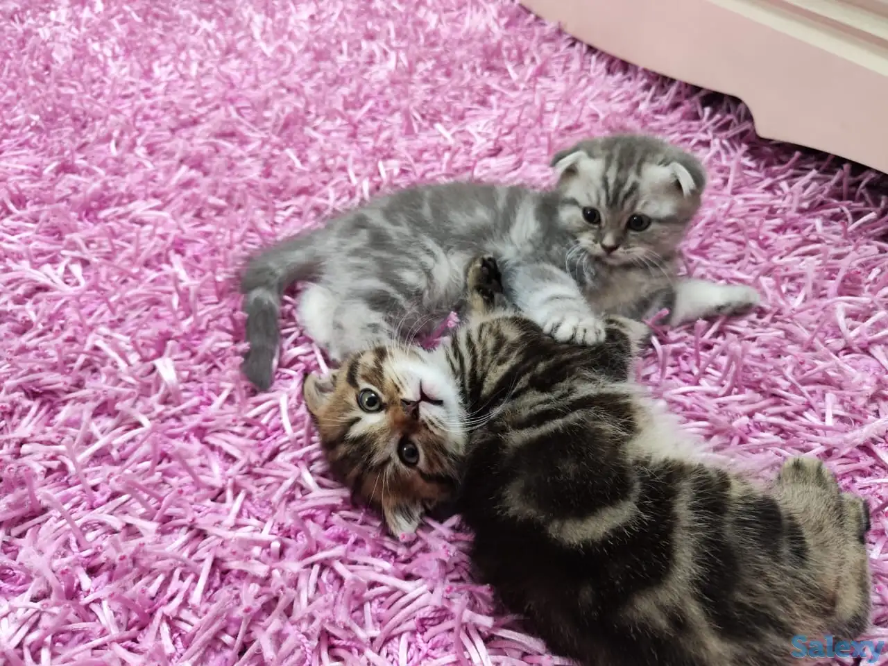 Продаются шотландские вислоухие котята, фотография 4