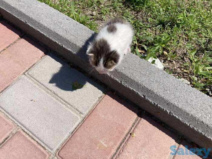 Отдам котят в хорошие руки, фотография 4