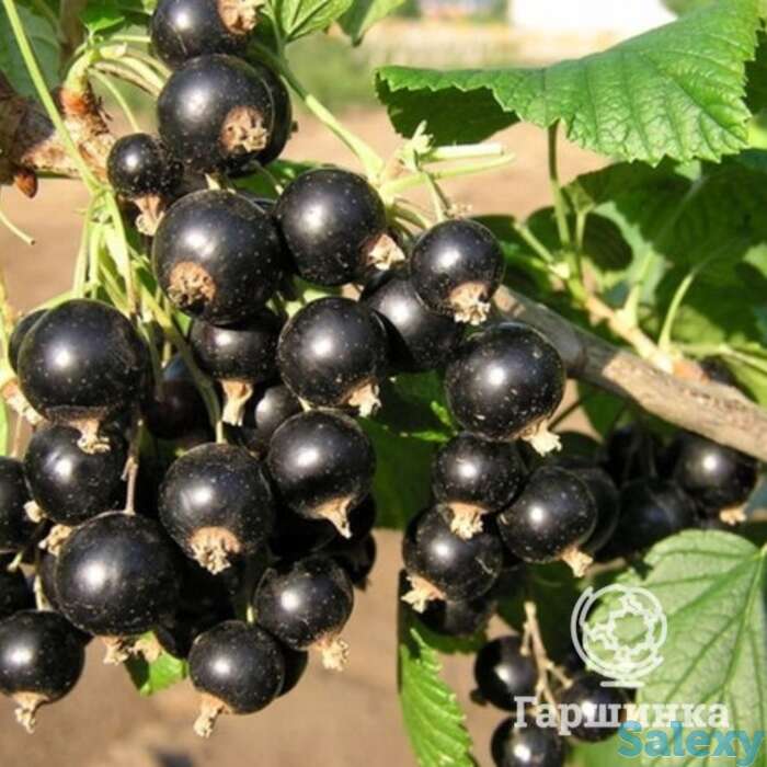 Смородина Оджебин черная, фотография 1