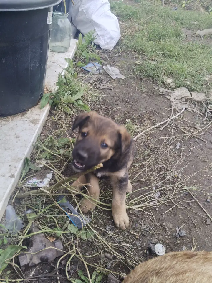 Щенки бельгийской овчарки, фотография 5