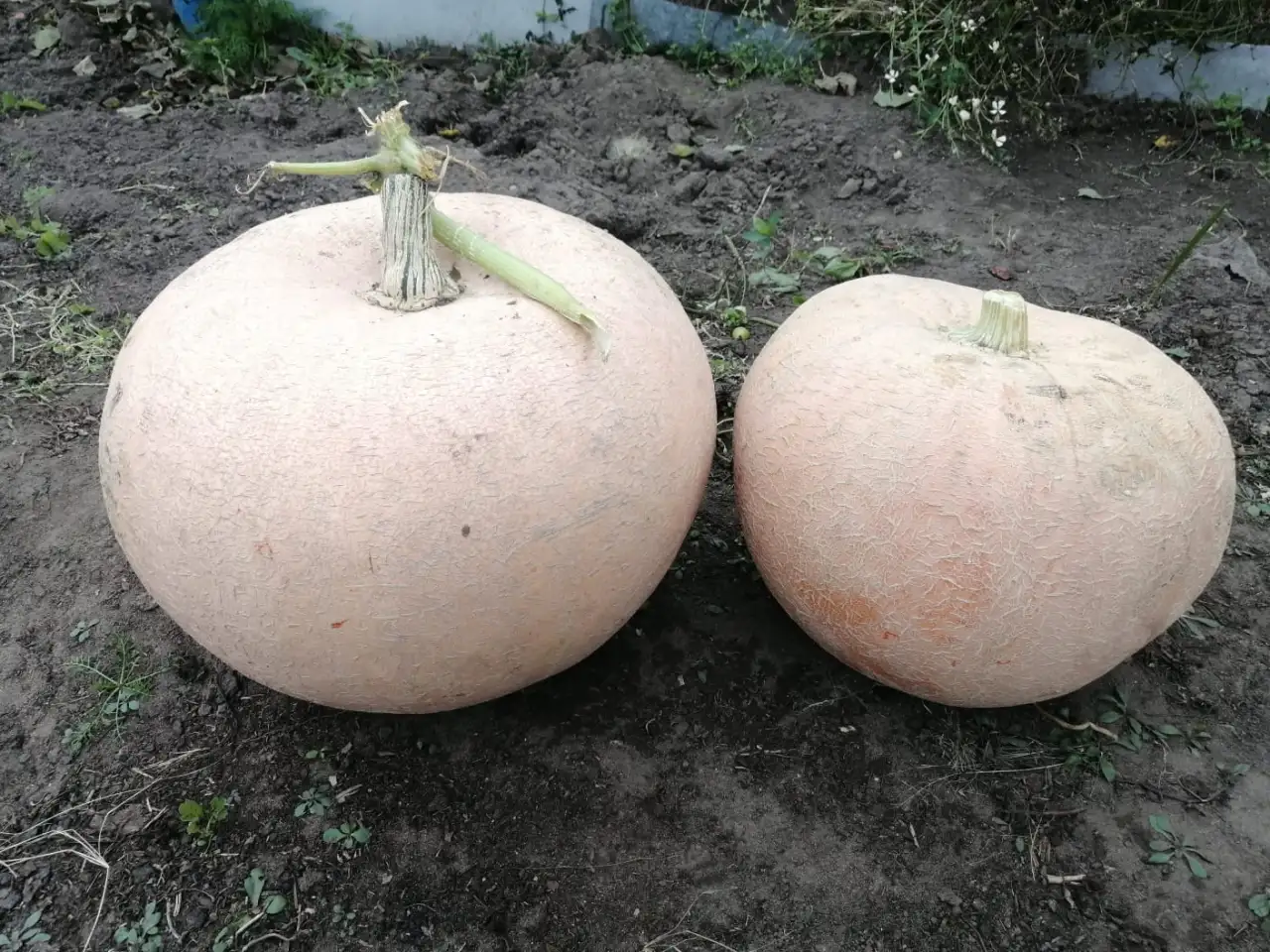 продам тыква дачная, фотография 2