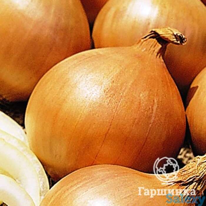 Семена Лук Репчатый Богатырская сила, фотография 1