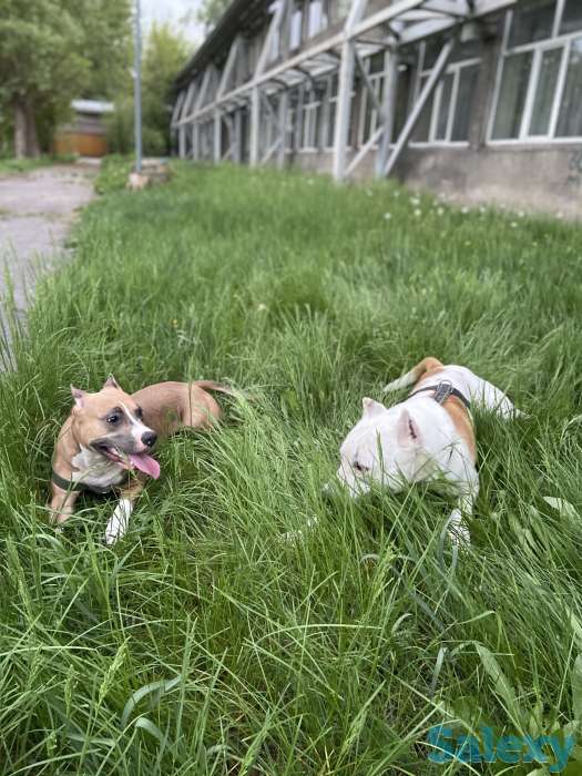 Стаффордширский терьер (стаффорд), фотография 10