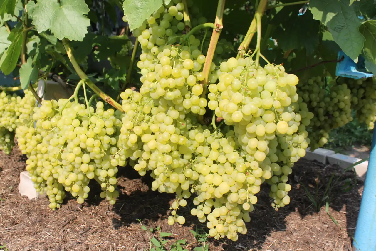 Продам саженцы винограда, фотография 1