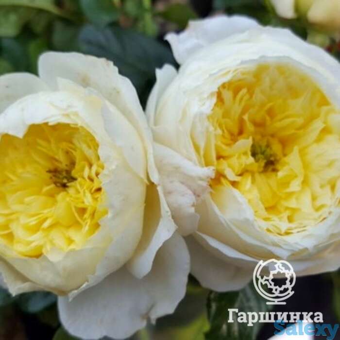 Роза амнести интернешнл, дельбар, фотография 1