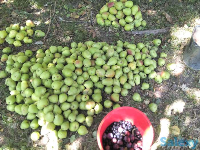 Дом ,30 сот,сад, Всё есть,с Всокое-Вановка,Рай,(Шакпак-Баба), фотография 8