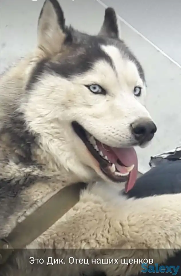 Продается щенок сибирской хаски (девочка) голубоглазая, окрас- соболинный, фотография 4