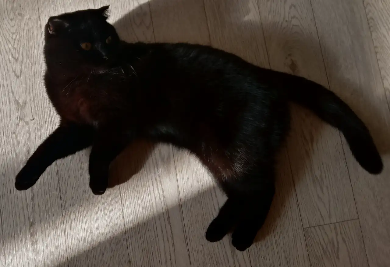 Отдадим шотландскую вислоухою кошку бесплатно, фотография 9