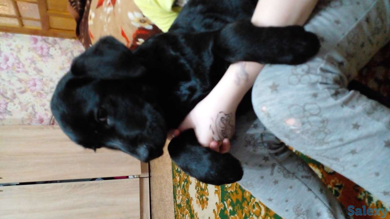 Продам щенков лабрадора ретривера, фотография 2