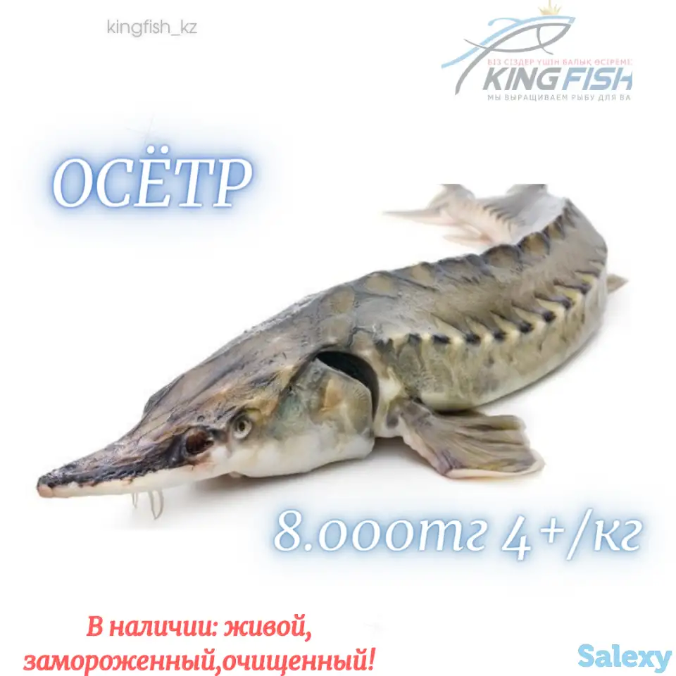 Продажа Живого Осетра, фотография 1