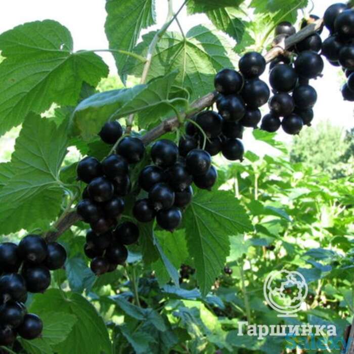 Смородина Лентяй черная, фотография 1