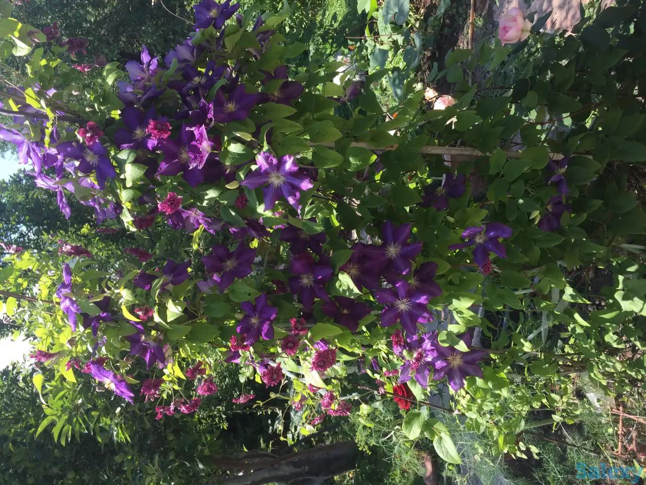 клематисы - цветущая лиана, фотография 3