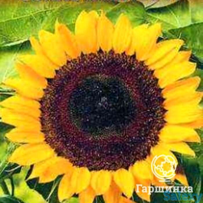 Семена Подсолнечник Солнечный круг 10 г, фотография 1