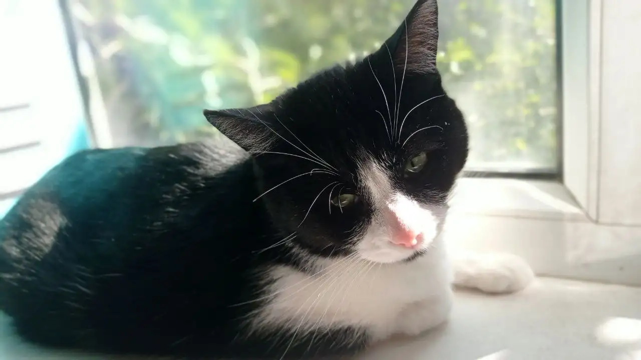 Кошечка в дар, фотография 2