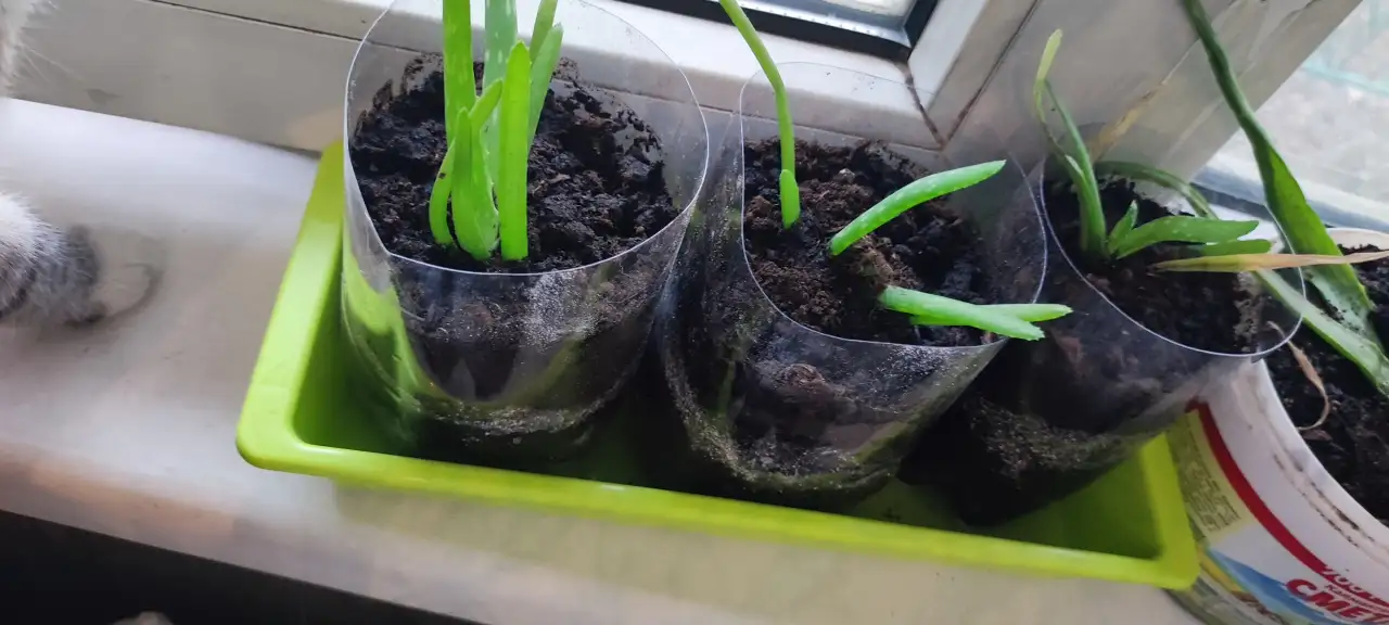 Отростки алоэ вера, фотография 1