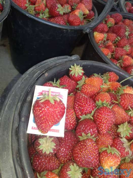 Свежая клубника оптом, фотография 5