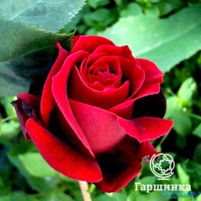 Роза Норита чайно-гибридная, фотография 1